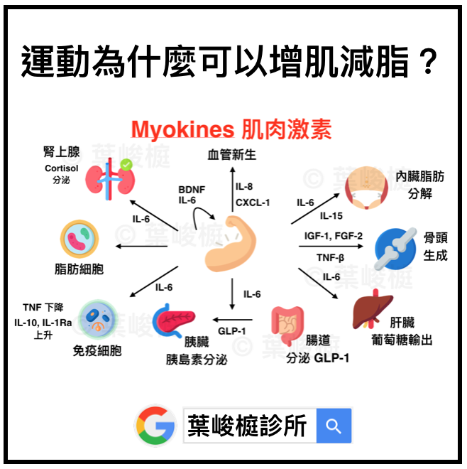 增肌減脂