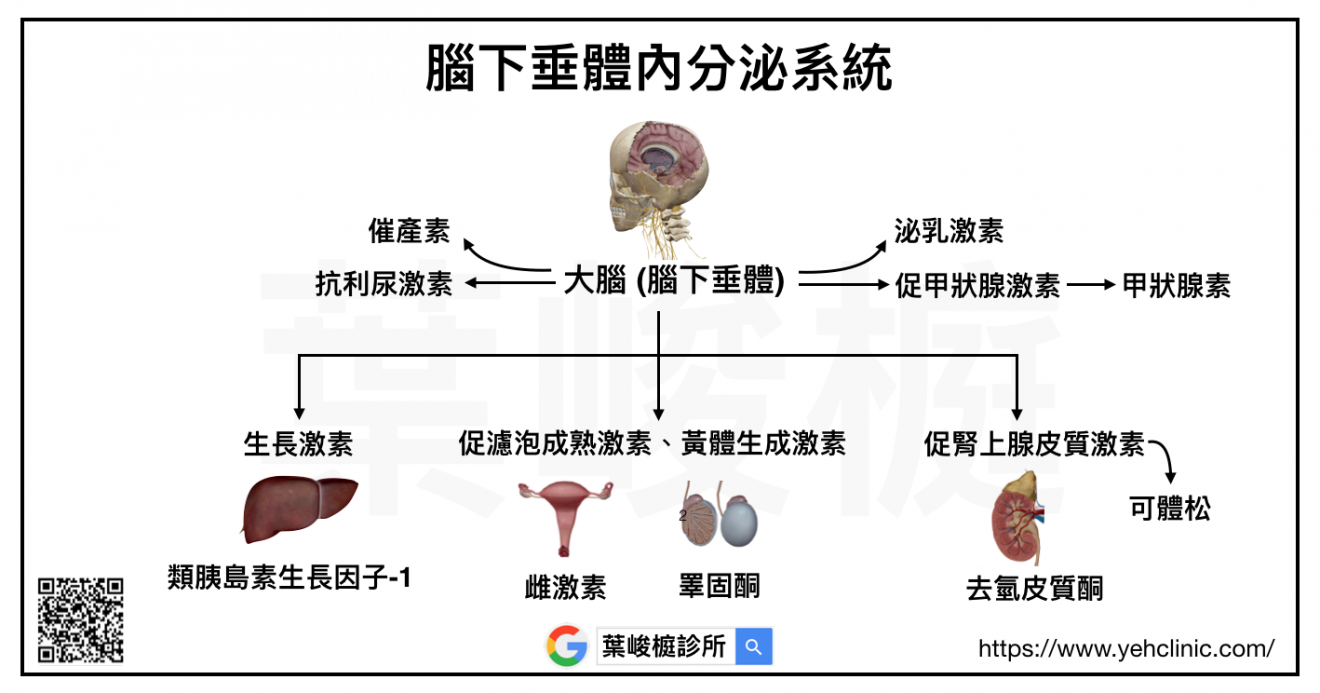 內分泌