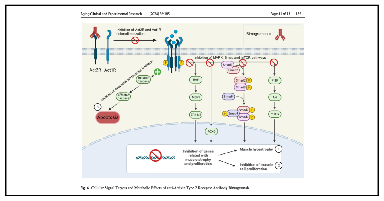 《體重管理》告別泡芙人！Bimagrumab 與 Semaglutide 聯手出擊，「增肌減脂」易如反掌？ - 台南糖尿病專科診所 | 葉峻榳 ...