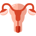 uterus